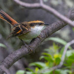 Thorn-tailed Rayadito (image by Nik Borrow)