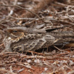 Madagascar Nightjar (image by Eustace Barnes)