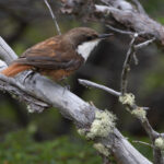 White-throated Treerunner (image by Nik Borrow)