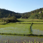 Rural Madagascar (image by Eustace Barnes)
