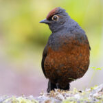 Black-throated Huet-huet (image by Nik Borrow)