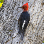 Magellanic Woodpecker (image by Nik Borrow)