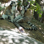 Ring-tailed Lemurs (image by Eustace Barnes)
