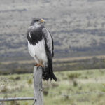 Black-chested Buzzard-Eagle (image by Mark Pearman)