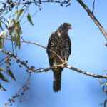 Henst's Goshawk (image by Eustace Barnes)