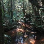Mantadia NP (image by Eustace Barnes)