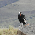 Andean Condor (image by Mark Pearman)