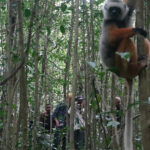 The group watching a Diademed Sifaka (image by Eustace Barnes)