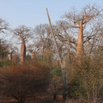 Spiny Forest (image by Eustace Barnes)