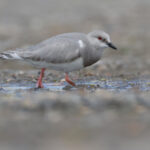 Magellanic Plover (image by Stavros Christodoulides)