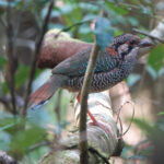 Scaly Ground Roller (image by Eustace Barnes)