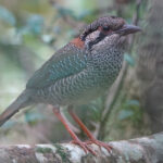 Scaly Ground Roller (image by Eustace Barnes)