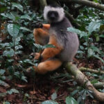 Diademed Sifaka (image by Eustace Barnes)