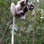 Verreaux's Sifaka (image by Eustace Barnes)