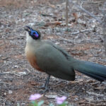 Giant Coua (image by Eustace Barnes)