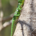 Oustalet's Chameleon (image by Eustace Barnes)