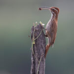 Scimitar-billed Woodcreeper (image by Stavros Christodoulides)
