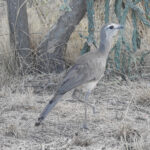 Black-legged Seriema (image by Mark Pearman)