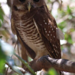 White-browed Owl (image by Eustace Barnes)