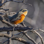 Olive-crowned Crescentchest ssp argentina (image by Nik Borrow)