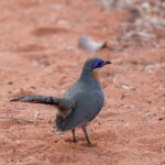 Running Coua (image by Eustace Barnes)