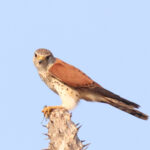 Madagascar Kestrel (image by Eustace Barnes)