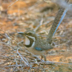 Long-tailed Ground Roller (image by Eustace Barnes)