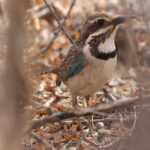 Long-tailed Ground Roller (image by Eustace Barnes)