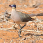 Red-capped Coua ssp olivaceiceps (image by Eustace Barnes)