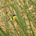 Many-coloured Rush Tyrant (image by Mark Pearman)