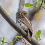 African Barred Owlet (image by Pete Morris)