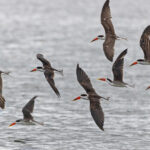 African Skimmer (image by Pete Morris)
