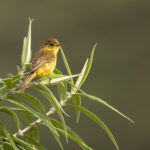 African Yellow Warbler (image by Simon Mitchell)