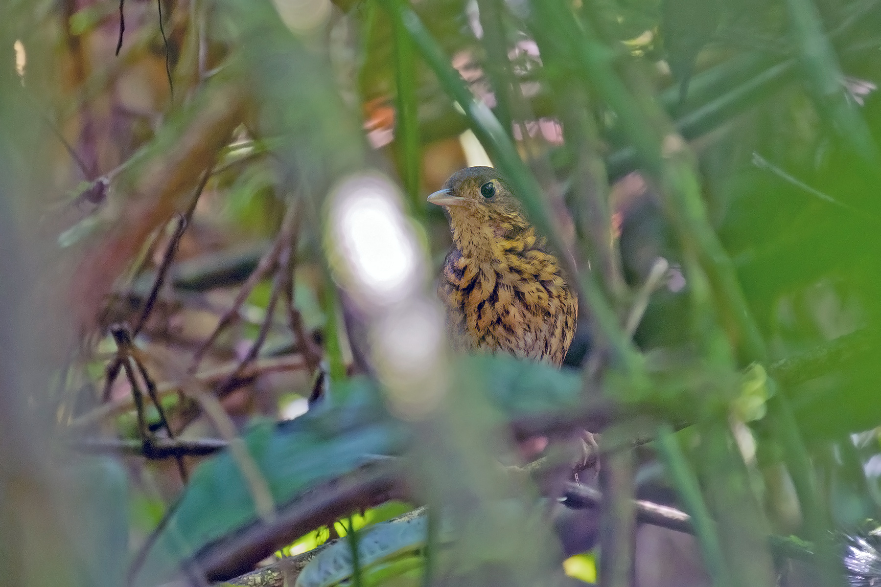 Amazonian Antpitta (image by Pete Morris)