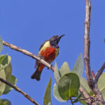 Anchieta's Sunbird (image by Pete Morris)