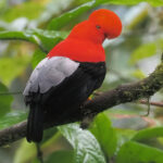 Andean Cock-of-the-rock (image by Mike Watson)