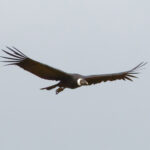 Andean Condor (image by Leonardo Garrigues)