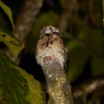 Andean Potoo (image by Leonardo Garrigues)