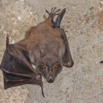 Angolan Soft-furred Fruit Bat (image by Pete Morris)
