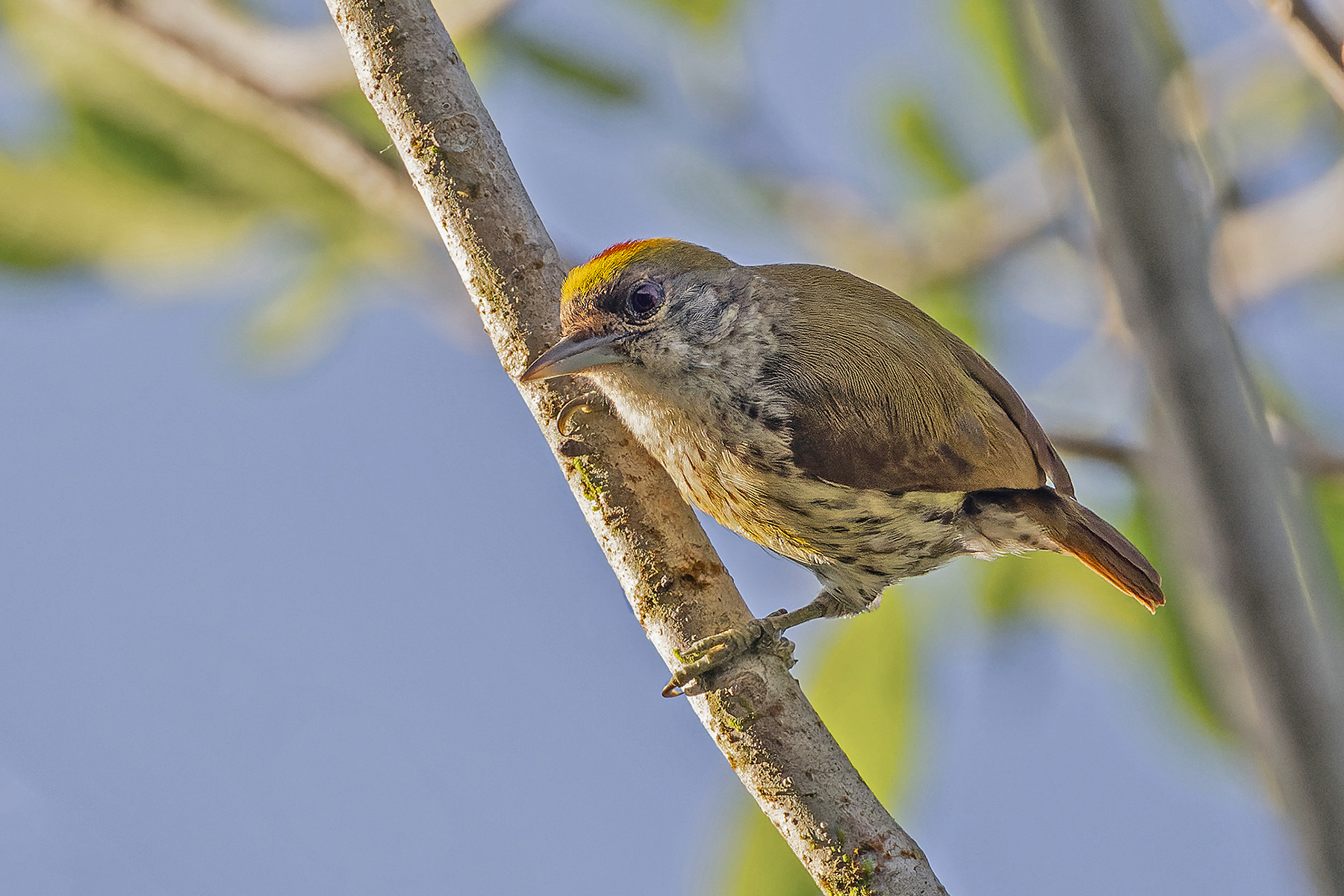 Antillean Piculet (image by Pete Morris)