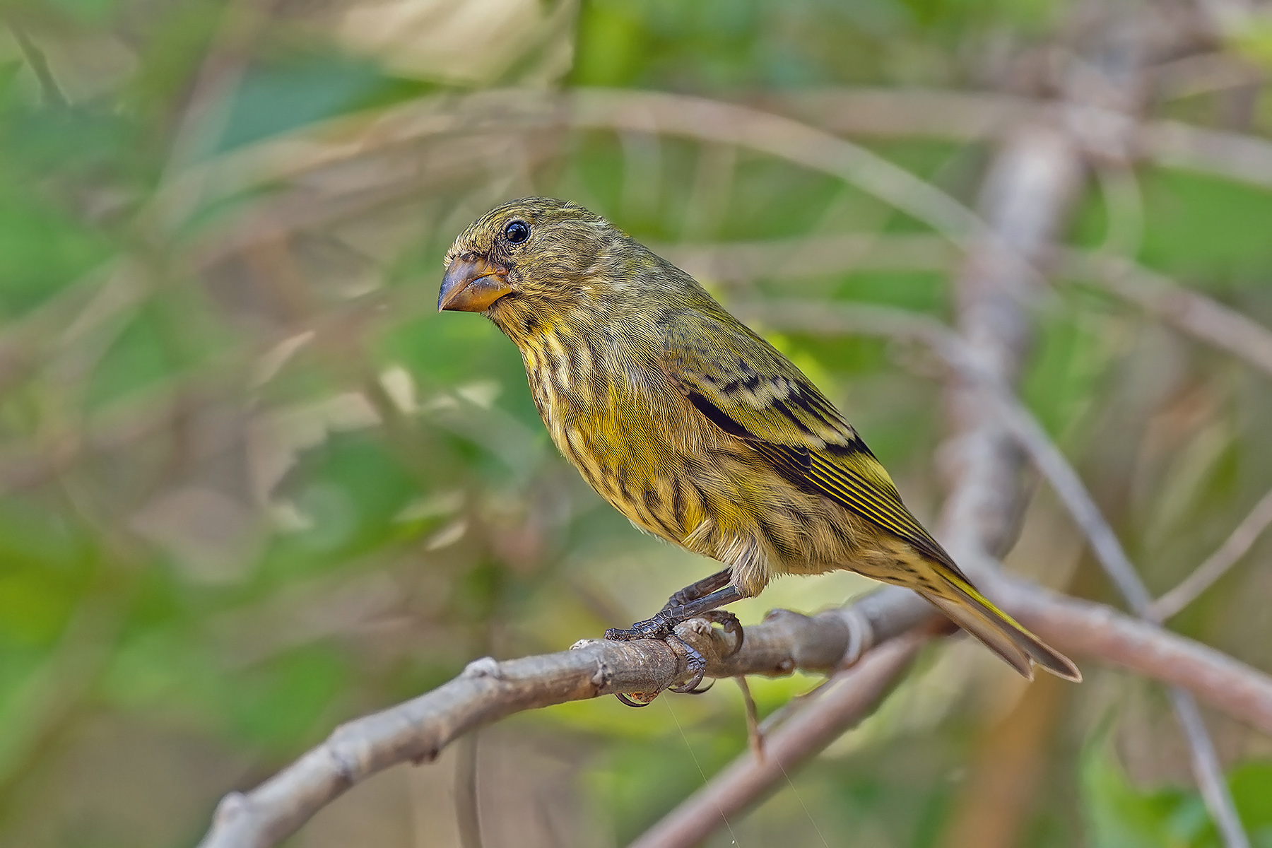 Antillean Siskin (image by Pete Morris)