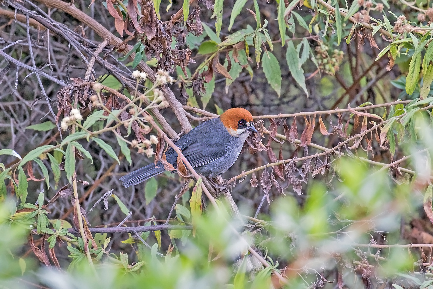 Apurimac Brushfinch (image by Pete Morris)
