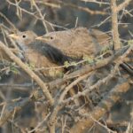 Arabian Babbler (image by John Oates)