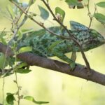 Arabian Chameleon (image by John Oates)