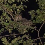 Arabian Eagle-Owl (image by John Oates)