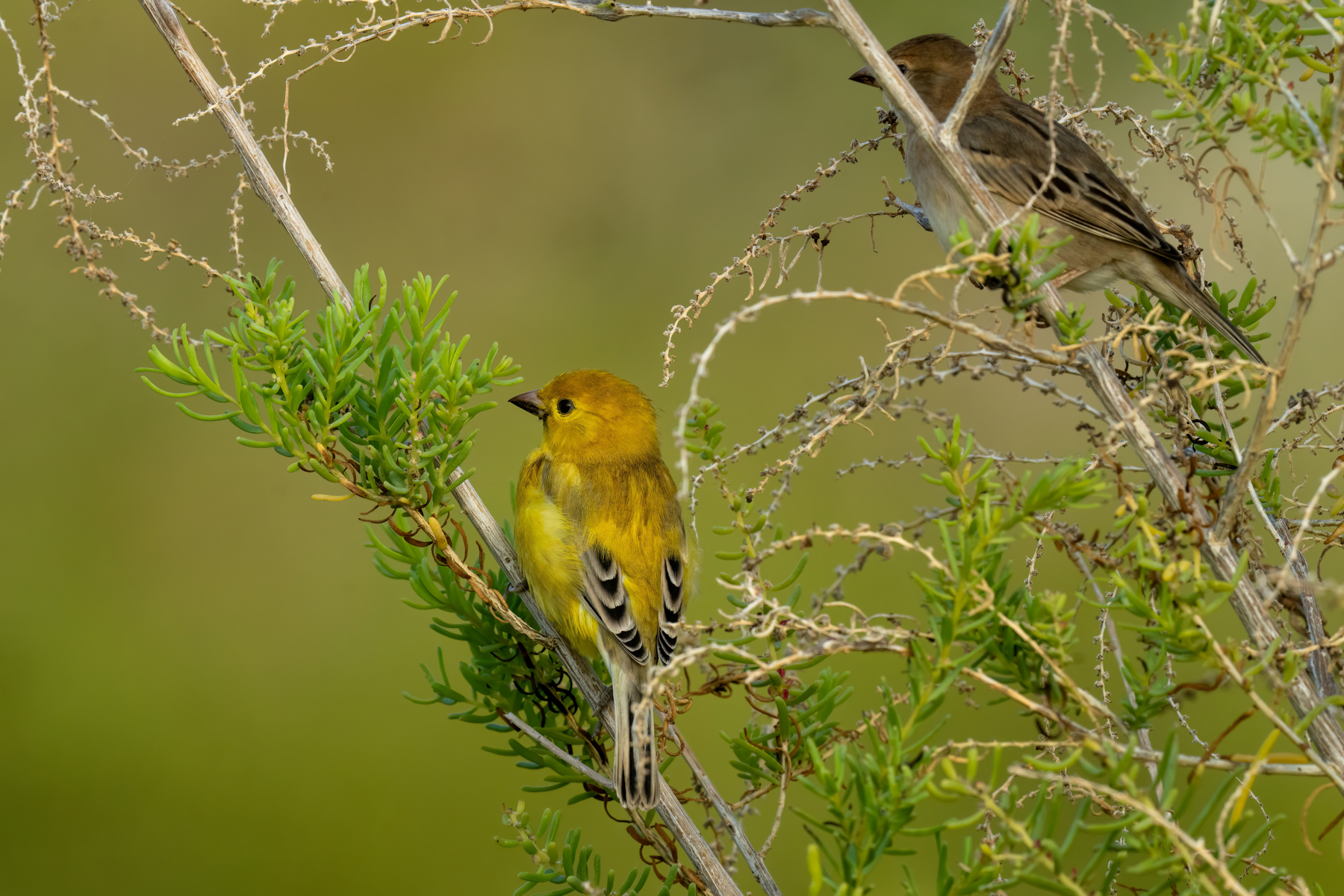 Arabian Golden Sparrow (image by Mark Beaman)