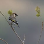 Arabian Golden-winged Grosbeak (image by John Oates)