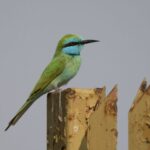 Arabian Green Bee-eater (image by John Oates)