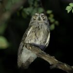 Arabian Scops Owl (image by John Oates)