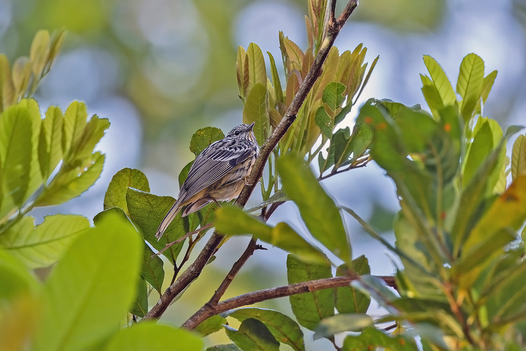 Arrowhead Warbler (image by Pete Morris)